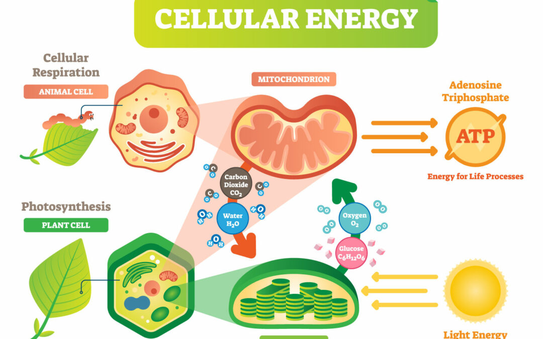 Mitochondria and our health